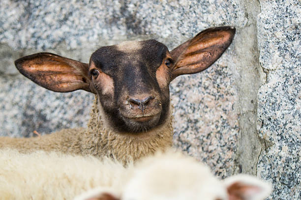 istock Portrait of a young black-headed ram 2239890113