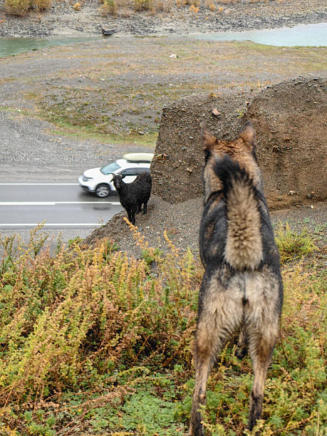 istock Dog and Black Sheep Encounter 2239890745