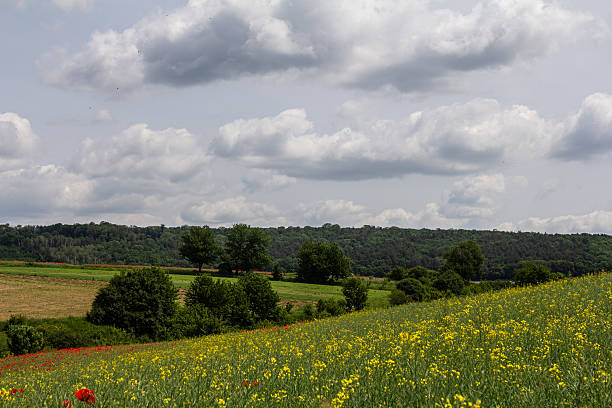 Rolling hills filled with yellow and red flowers stretch under a wide sky while scattered clouds hover above a lush landscape in the countryside.