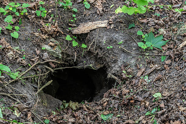 istock Exploring the hidden fox hole tucked away among leaves and roots in a tranquil forest setting during the early hours of morning 2239891240