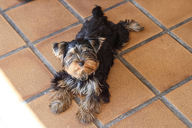 Yorkshire Terrier puppy inside a large cage play pen.The puppy is lying down and looking ot the side with its head in profile and ears up. Toilet training