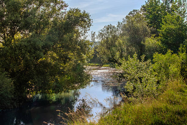 istock Lush greenery surrounds a serene riverbank at sunrise in a tranquil natural setting filled with foliage and reflections on the water 2239893353