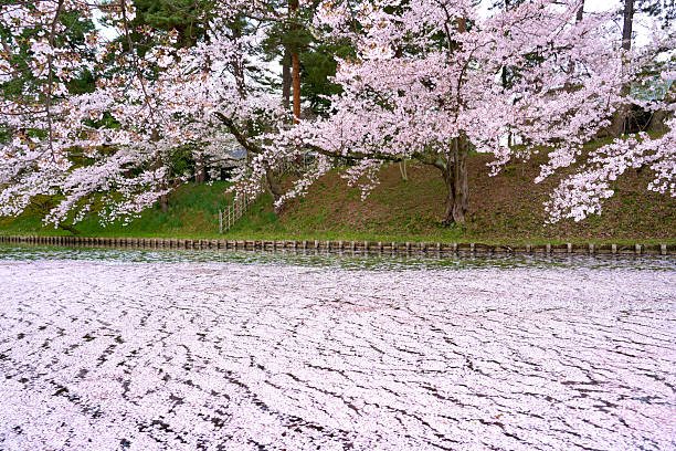 A river filled with cherry blossom petals falling into the water during spring in Japan.