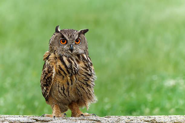 istock Eurasian Eagle-Owl in the Netherlands 2239894851