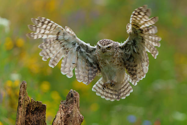 istock Burrowing Owl in the Netherlands 2239895164