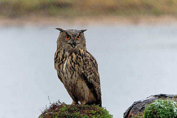 istock Eurasian Eagle-Owl in the Netherlands 2239895441