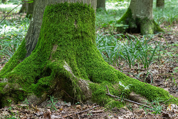 istock Moss-covered tree trunk in a lush forest during a warm afternoon showcasing nature's vibrant greenery and rich textures 2239895816