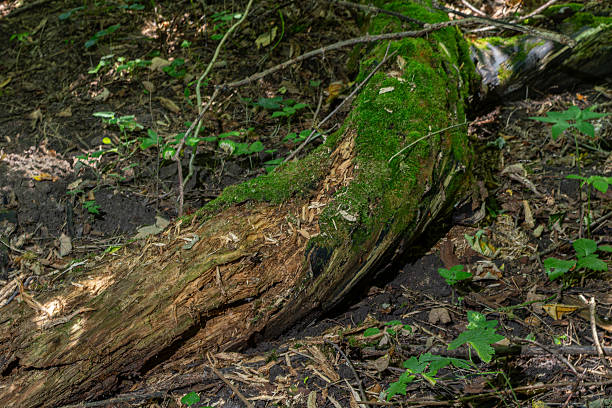A fallen log covered in vibrant green moss lies forest floor surrounded by lush foliage and rich dark soil highlighting the beauty of nature.