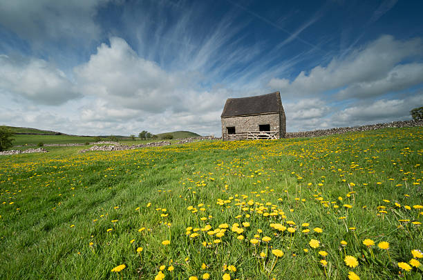 istock Staffordshire Field Barn and Danedelions 2239900553