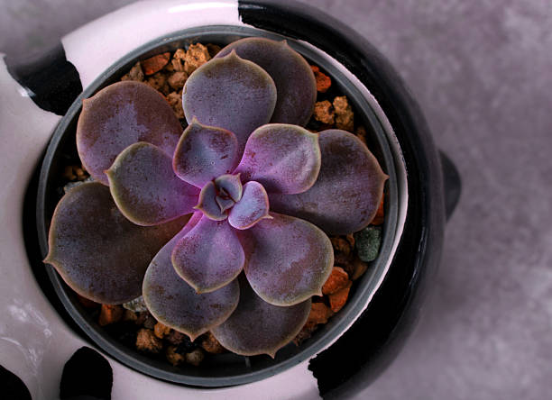Purple echeveria succulent Perle von Nurnberg in a pot on gray background. Top view