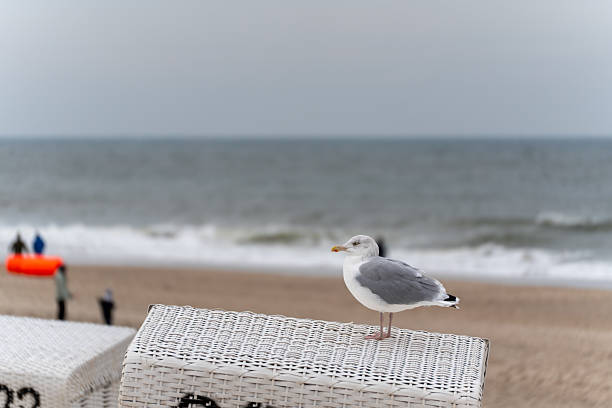 Two seagulls flying near the seashore on a spring afternoon. Copy Space