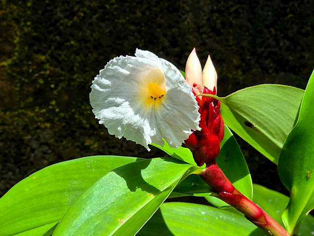 Cheilocostus speciosus or crepe ginger flower