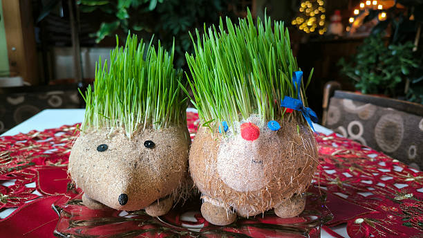 istock Christmas wheat decorated in a shape of cute hedgehogs 2239903314