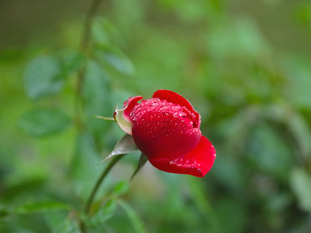 Close-up of a red rose bloom covered with water droplets, captured against a soft neutral background. The vivid petals and delicate texture symbolize love, passion, and natural beauty after the rain.