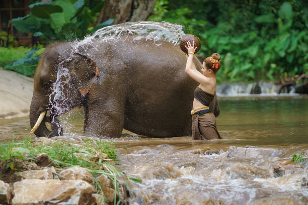 istock Happy female bathing elephant by the river. 2239904308