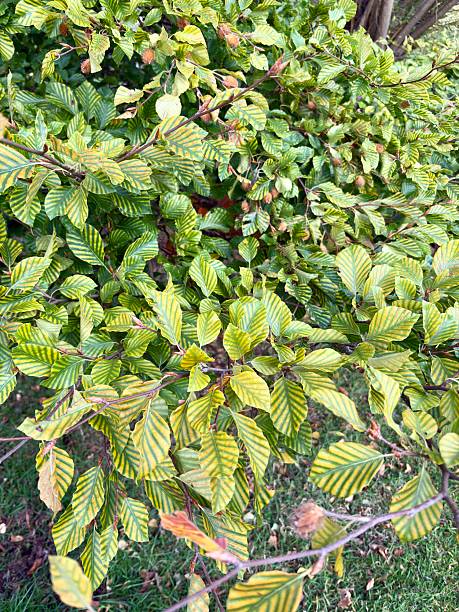 Close-up of Striated Beech tree leaves with bold green and yellow vein patterns. Unique foliage detail perfect for botanical, forestry, or natural texture visuals in environmental, plant-themed design