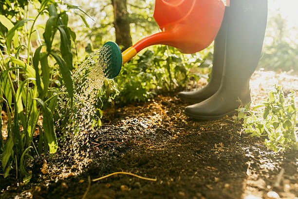 istock A person is watering plants with a red watering can 2239907433
