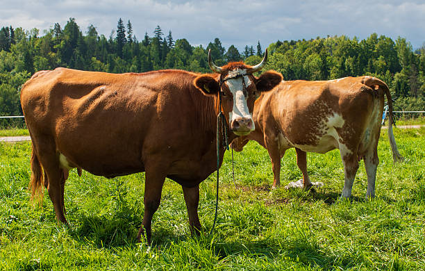 istock Two cows grazing on green meadow under blue sky 2239908445
