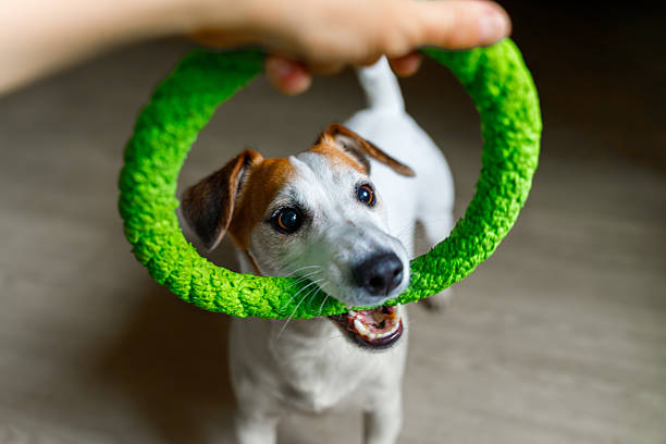 Cute dog playing with green ring toy at home.