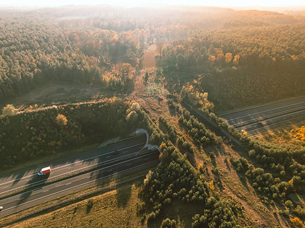 istock Wildlife crossing over a highway in nature 2239908873
