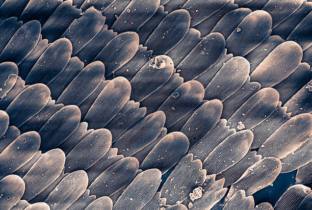 istock Butterfly Wing Scales with Pollen at 500x Magnification 2239908905