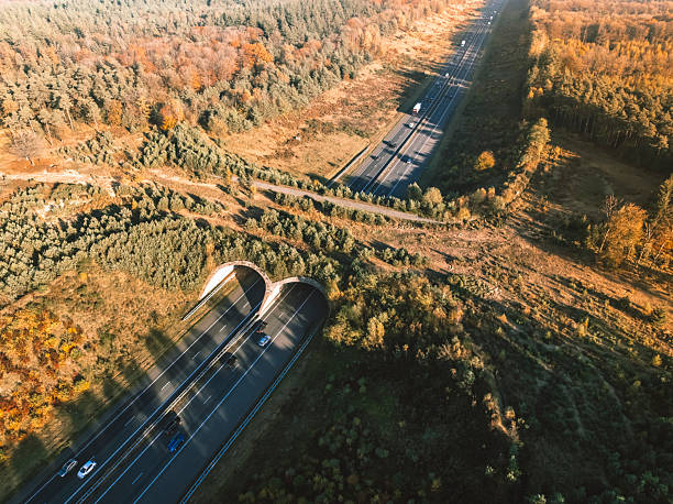 istock Wildlife crossing over a highway in nature 2239908910