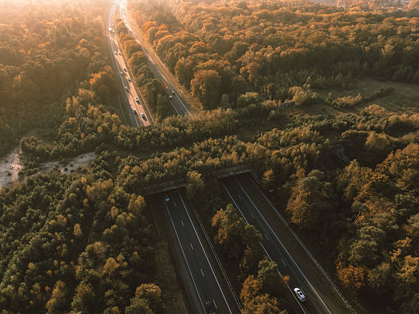 istock Wildlife crossing over a highway in nature 2239908965