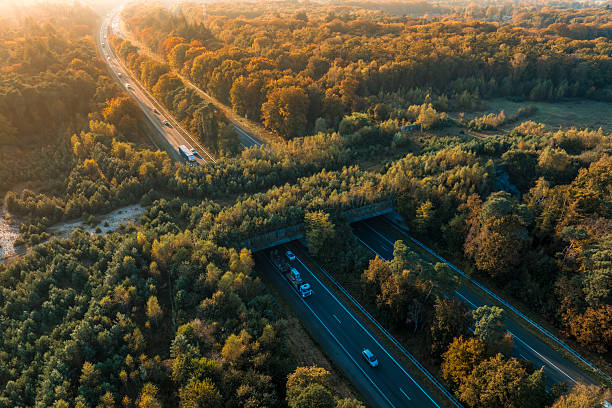 istock Wildlife crossing over a highway in nature 2239908977