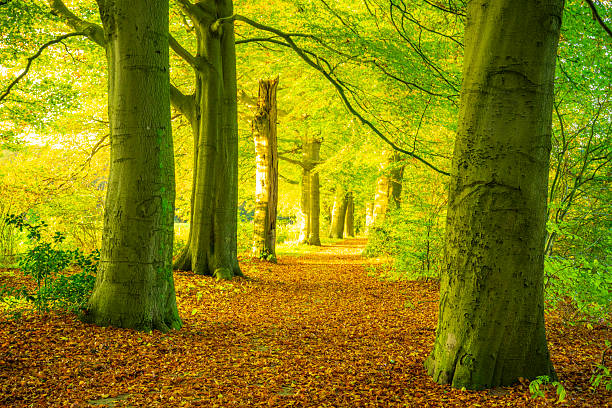 Autumn forest sunset at the Hulshorst forest in the Veluwe nature reserve in Gelderland, Netherlands.