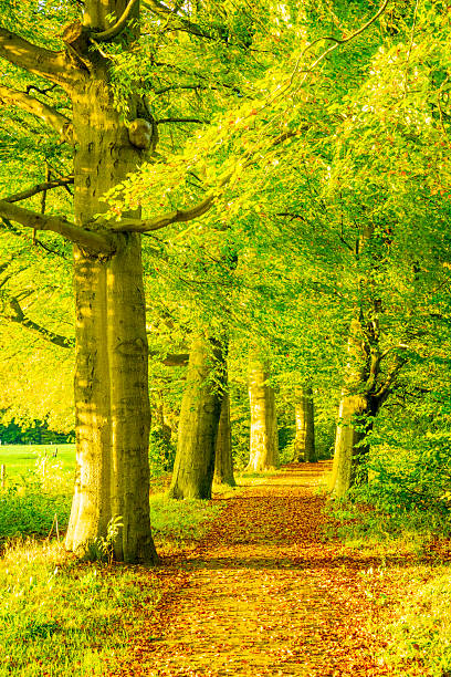 istock Autumn forest sunset at the Veluwe 2239909178