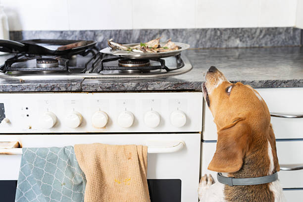 istock beagle Dog watching fish cooking on stove in kitchen 2239909374