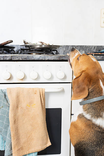 istock Beagle dog watching fish cooking on a stove at home 2239909455