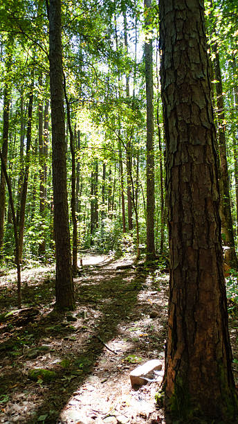 istock Tall trees in the forest with sunshine , loblolly pine in the foreground 2239911982