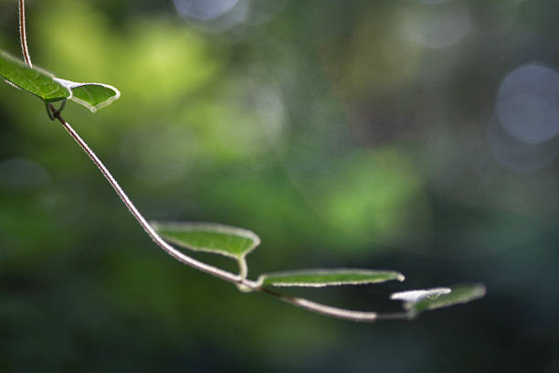 Bright green honeysuck vine flowing into the background image for nature, organic, springtime, summer, outdoors, gardening and exploration in nature.