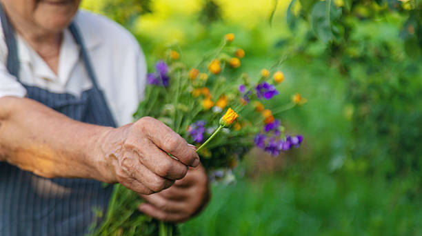 istock Woman with medicinal herbs in a meadow. Selective focus. 2239914536