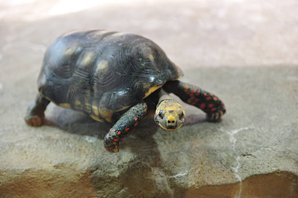 Close up view of a turtle. Reptile eye closeup. Red-eared slider.