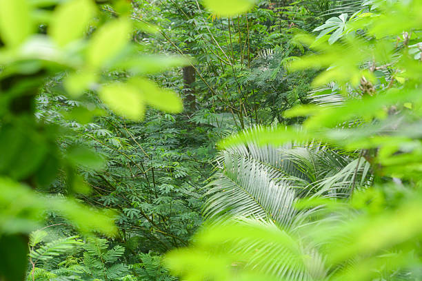Rattan plants have thorns and can be used to make chairs, tables and wickerwork.