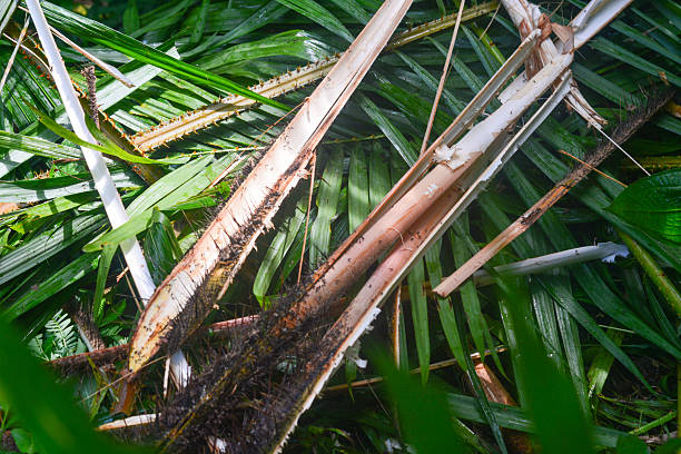 Rattan plants have thorns and can be used to make chairs, tables and wickerwork.
