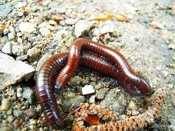 istock A pair of worms in close-up 2239916967