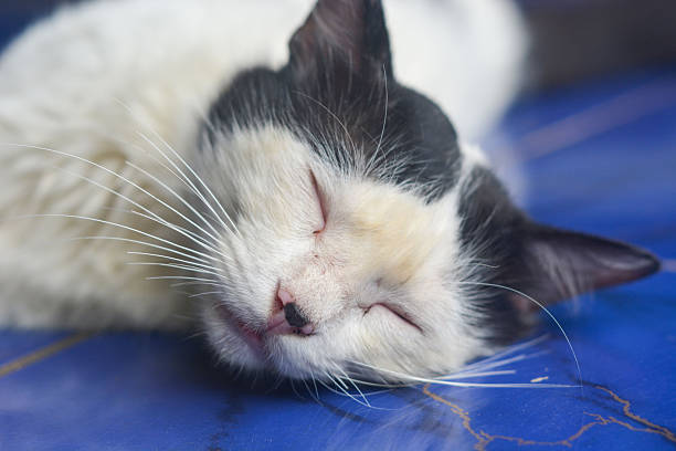 Lazy British Short Hair cat sleeping on a couch in a flat with her face squashed as she is fully relaxed