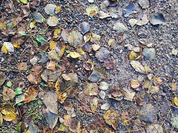 istock Autumn Leaves on Gravel Path 2239917952