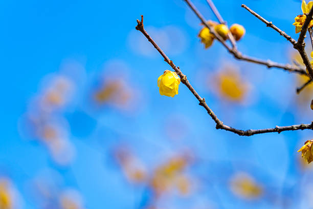 Wintersweet Flowers Under Clear Blue Sky