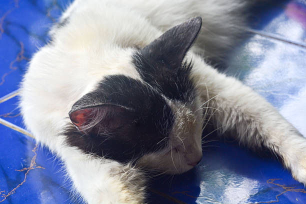 Lazy British Short Hair cat sleeping on a couch in a flat with her face squashed as she is fully relaxed