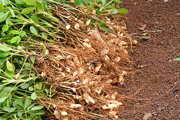 istock Fresh peanuts plants with roots plants harvest of peanut plants. 2239923645