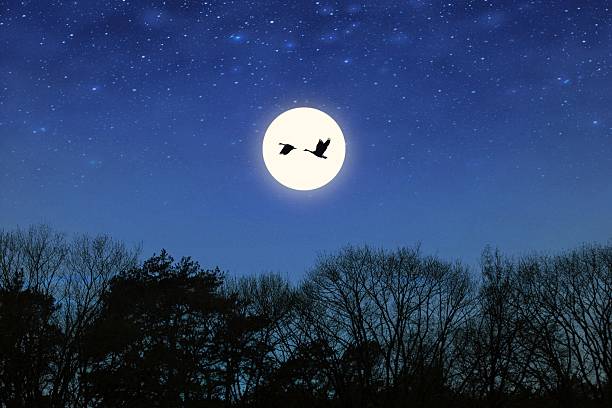 Smiling Moon moonlit night sky filled with stars and silhouetted tree branches creates a serene atmosphere, perfect for nature lovers and stargazers.