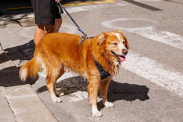 An Attentive Orange-Brown Mixed Breed Dog with a White Muzzle Standing on a Crosswalk Next to its Owner on a Sunny City Street