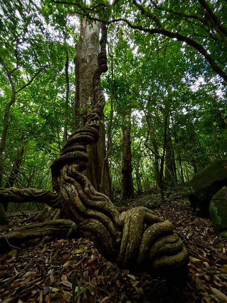istock The Ancient Spiral of the Forest 2239930121