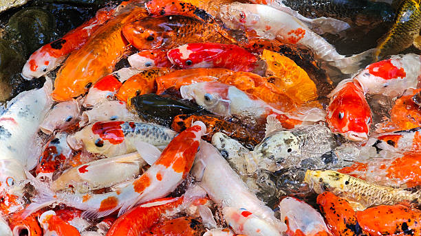 istock A lot of koi in the pond 2239931073