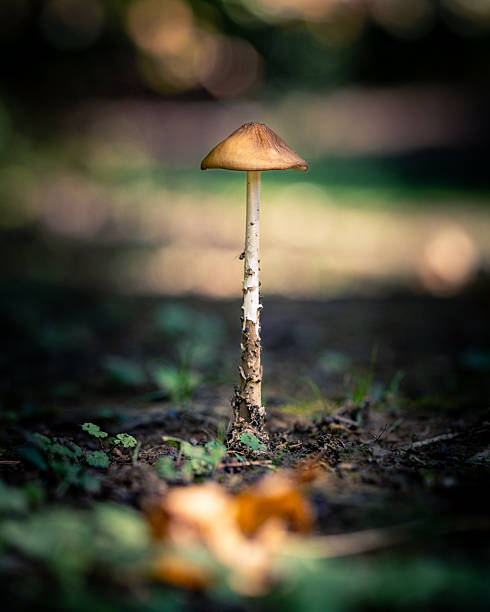 A lone mushroom rises from the forest floor surrounded by soft focus and gentle light. A poetic study of simplicity, growth, and woodland beauty.
