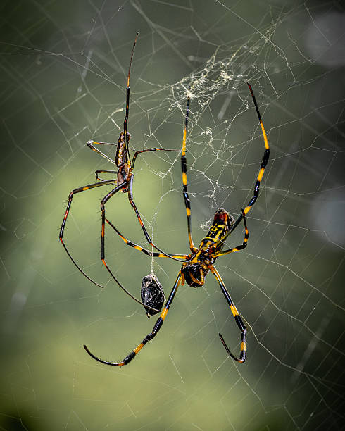 istock Golden Orb Weaver Spiders on Web 2239932597